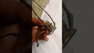 Long-horned beetle bite my finger 😭😭😭#shorts