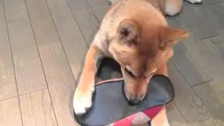 how crazy a shiba inu could be 柴犬はどれほどクレイジーですか#dog#doge#shiba#shibainu#柴犬#柴犬のいる暮らし#crazydog#funny#子犬