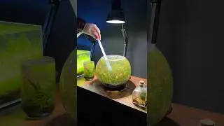 Плановое обслуживание нано-аквариума