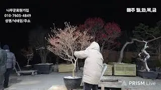 26년01월19일 님사랑이야기의 나무꾼경매장 116회(특수목,조경수,분재,정원수)