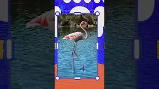 Unlock Inspiration Anywhere with the Adobe Express Mobile App! #shorts