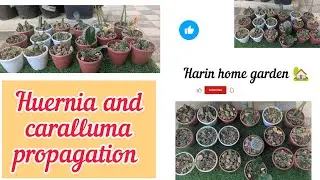 Huernia and caralluma propagation 🪴🪴