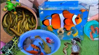Bắt cá cảnh dễ thương trong thau, cá lóc da beo, cá trê panda, cá chép, molly gold