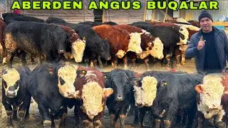 ABERDEN ANGUS 🇷🇺 BUQALARNI N1 ✅✅✅14 января 2026 г.