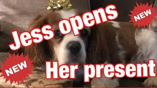 Dog opening Christmas present 2
