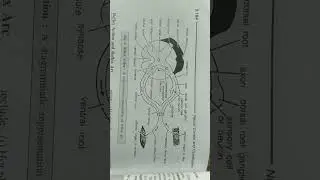 reflex action diagram
