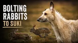 Bolting Rabbits To Suki - 17 Rabbits In The Dales