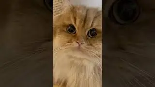 Cute ragdoll cats