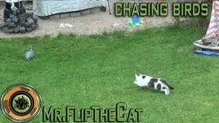 Mr. Flip the Cat chase birds like a real Predator