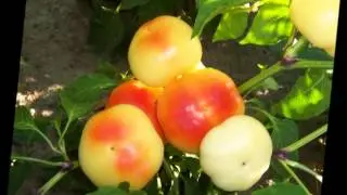 Alma Paprika