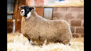 LOT 12 - Midlock