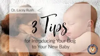 3 Tips For Introducing Your Dog To Your New Baby
