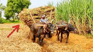 Black vs Black Bullock Cart Ride | Bullock Cart Load Ride