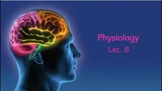 L8 (Neuronal function of the retina) - Physiology - CNS