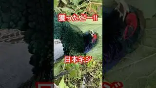 Hunting! I caught a pheasant! Air rifle