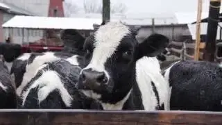 Project Food Awareness | Episode 3 | McCray's Farm