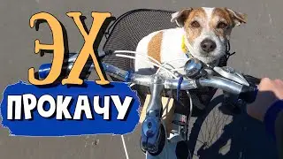 Like a funny little dog riding a bike