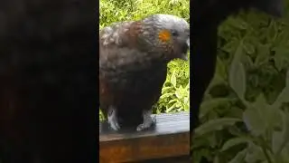 Kaka Parrot Voice #birds#nature #shortsvideo
