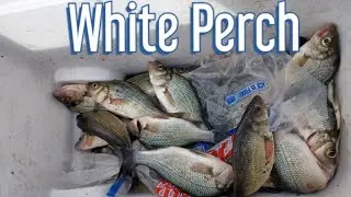 White Perch on the Chowan River