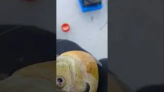 what you think?#ginger #fishing #fishingvideo#panfish #jokes #comment#funny #gingerfunny