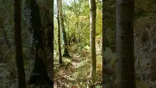 Woodland Vibes #travel #walking #derbyshire  #nature #explore  #health