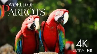 Parrots Of The World 4K