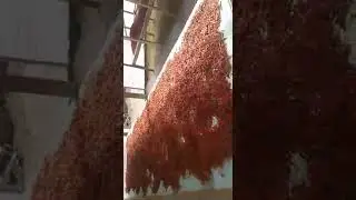Drying Mizo Chilli