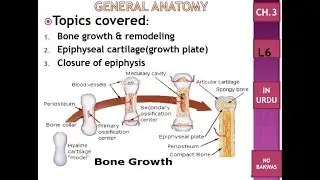 C3 L6 |bone growth & remodeling |epiphyseal cartilage |growth plate| closure of epiphysis |Urdu |