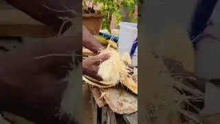 Village Style Manual Coconut Peeling | Grandpa  Peeling Coconut | Coconut Husk Peeler