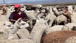Case Study: World Animal Protection - Driving forward with Microsoft Dynamics NAV