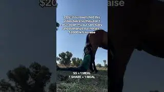 Donate link in Bio To help our sanctuary get something to feed horses #horse #reels #trending #sad