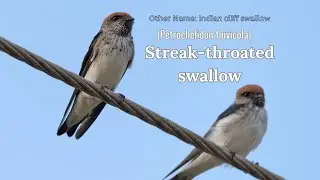 Streak throated swallow (Petrochelidon fluvicola) Indian cliff swallow, Facts You Need to Know Now