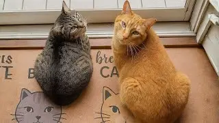 Dijeron que estos gatos no podían separarse    así
