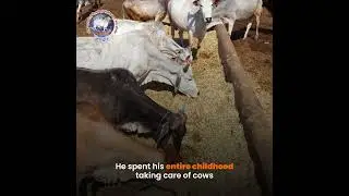 On Gopashtami, donate good fodder, medicines and shelter for Mother Cows