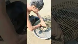 Padma River New Fishing Trap #fishing #bigcatfish #fish #trap