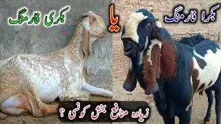 Which Type Of Farming Is More Profitable? || Goat Farming Buisness