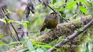 Bugun Liocichla at Eaglenest Wildlife Sanctuary, Arunachal Pradesh