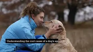 Reasons Why Dogs Get Aggressive and How to Stop It