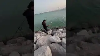 Catch and release small grouper #angler #fishing #grouper #doha #fish #catchandrelease #okuma