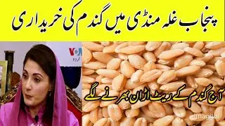 punjab ghalla mandi gundam rates updates! today Wheat rate in pakistan!@localfarmers20