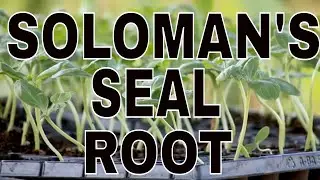 SOLOMON'S SEAL ROOT