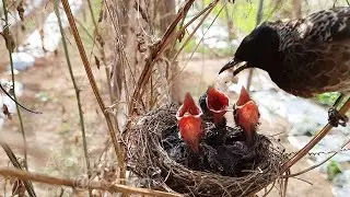 Ant Nest deep into baby's throat | Black Headed bulbul feeding in the nest