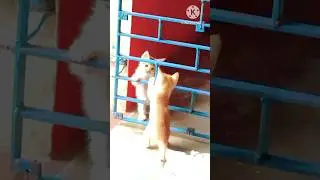 #shorts || 🔥Two Baby Cat Fight 🔥|| #viral #youtubeshorts @Bishumotovlog