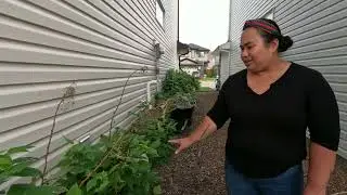 Edmonton Alberta Organic urban yard garden