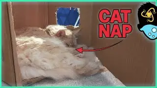 Relax With Zeus the Maine Coon | Relaxing Cat Nap Video &ndash; 30 Minutes of Calm