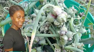 How to save money by growing your own food