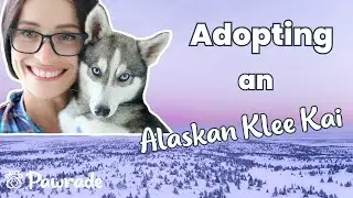 Getting a Klee Kai Puppy on Pawrade.com: A Puppy Parent's Review