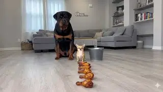 Chihuahua 🐶 Vs Dog 🐱FUNNIEST Moments - You Won't Believe #2 😂🐶🐱