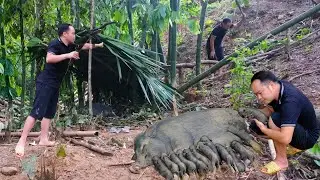 Amazing Moment! First Wild Boar Herd Born in the Forest &ndash; Unbelievable Nature Event