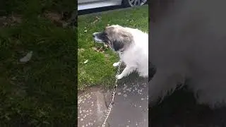 Throw up dog part 2